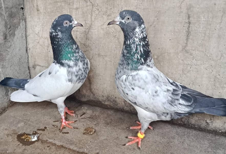 Teddy Pigeons 0