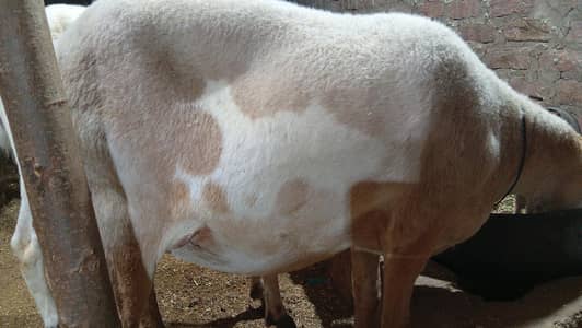 female pure Mundra , heavy weight