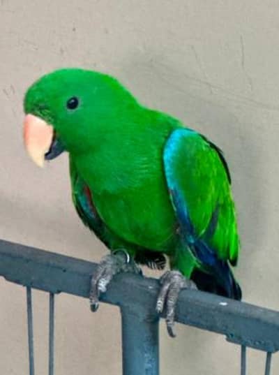 Electus hand tame parrot