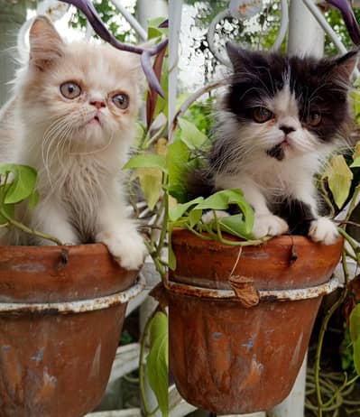Cats | Kittens | Billi | Tripple coat kitten | picke face cate for sal