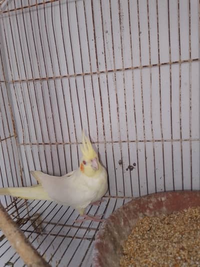 Coctail breading pair