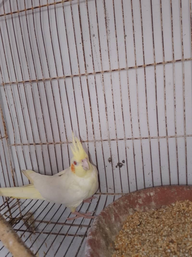Coctail breading pair 1