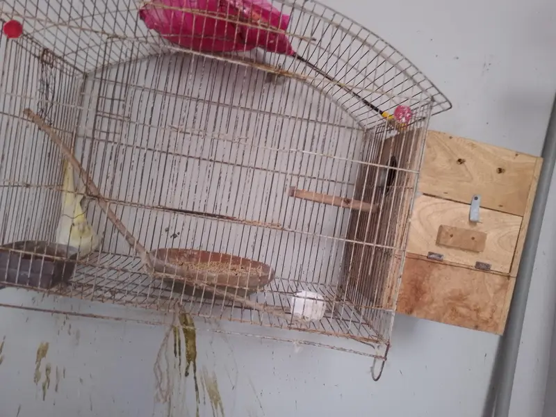 Coctail breading pair — photo 3