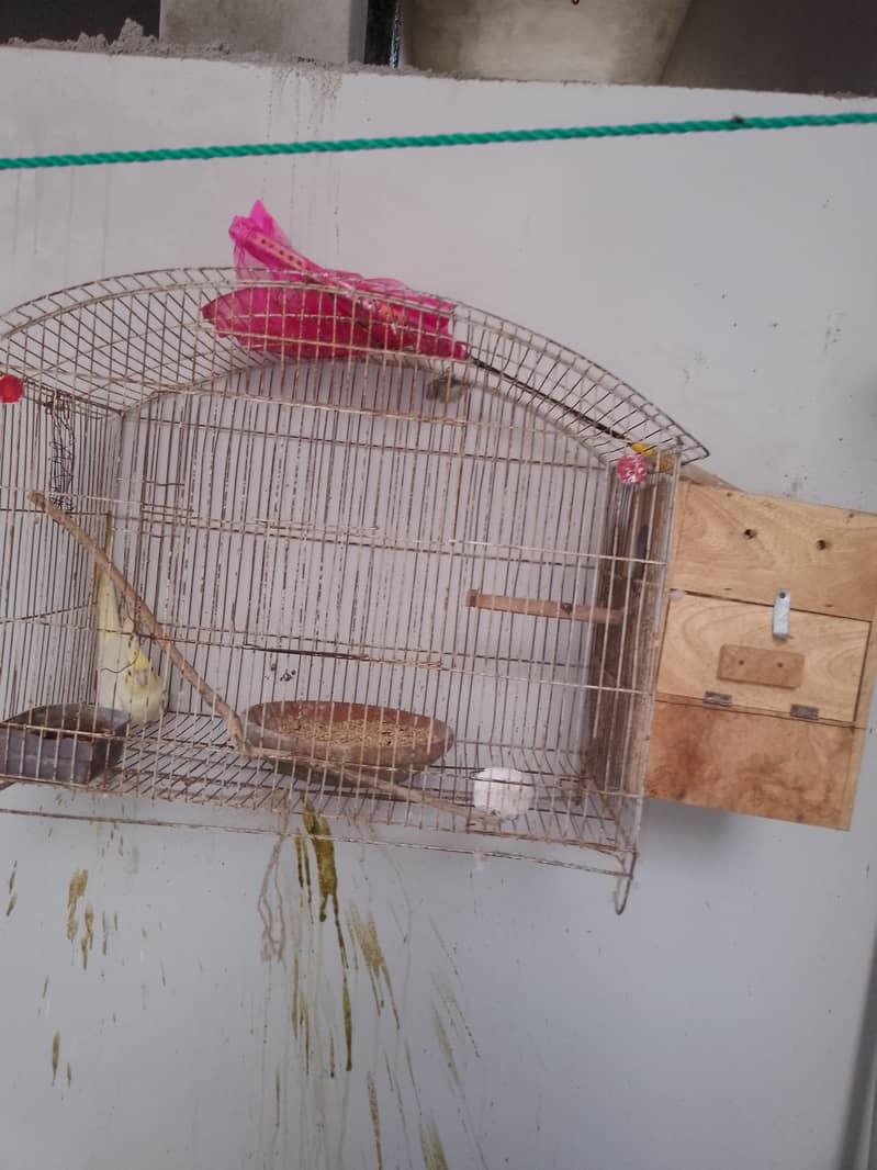 Coctail breading pair 3