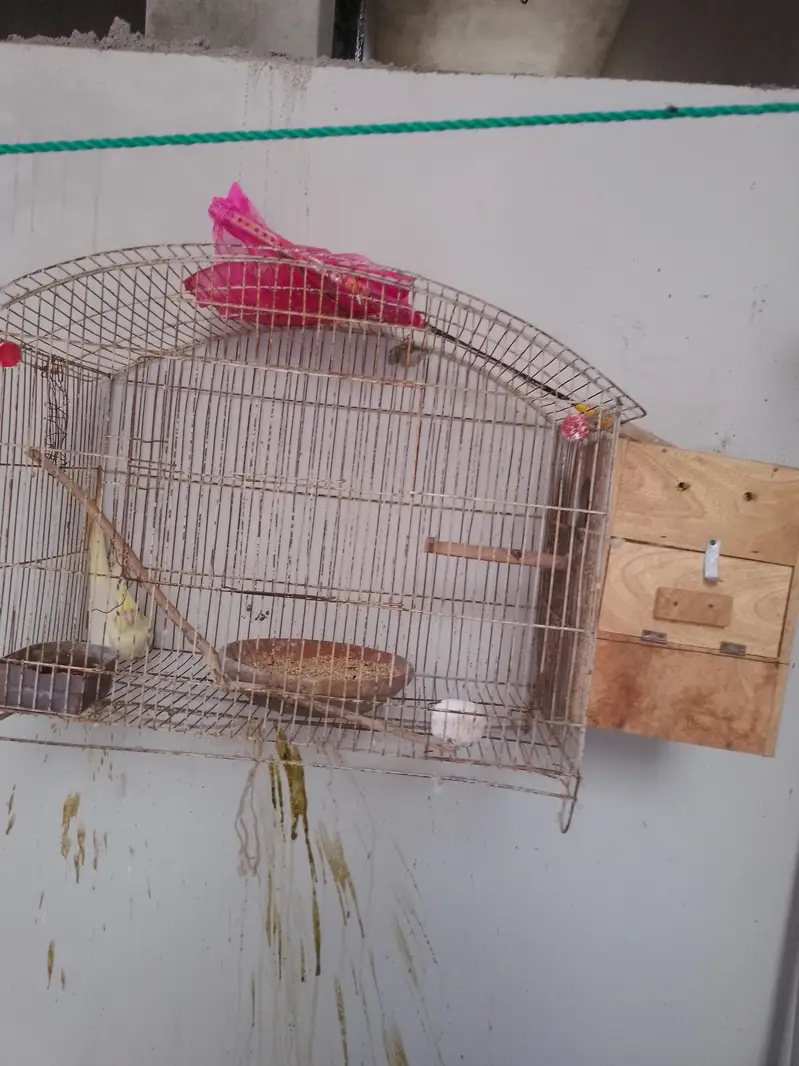 Coctail breading pair — photo 4