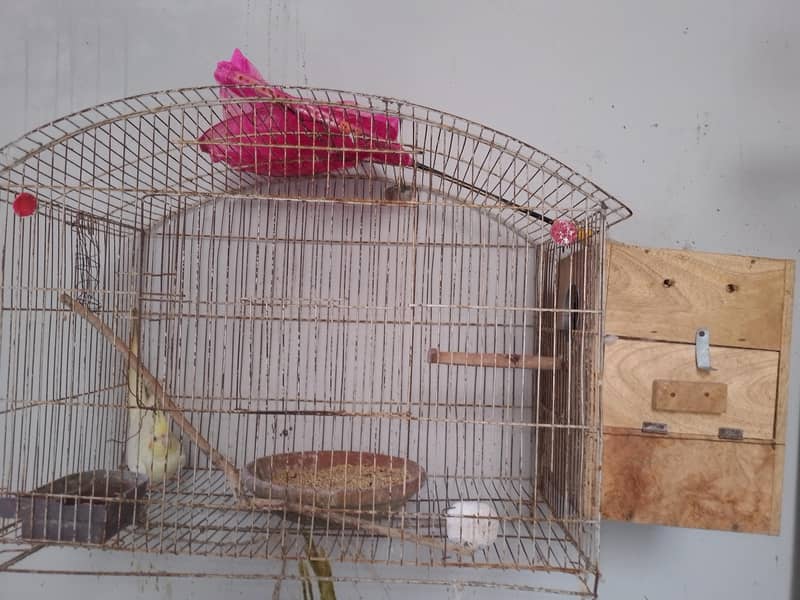 Coctail breading pair 5