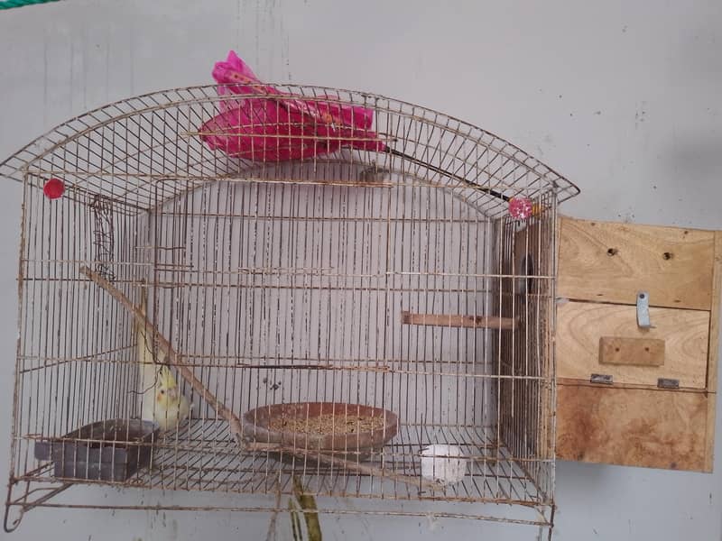 Coctail breading pair 6