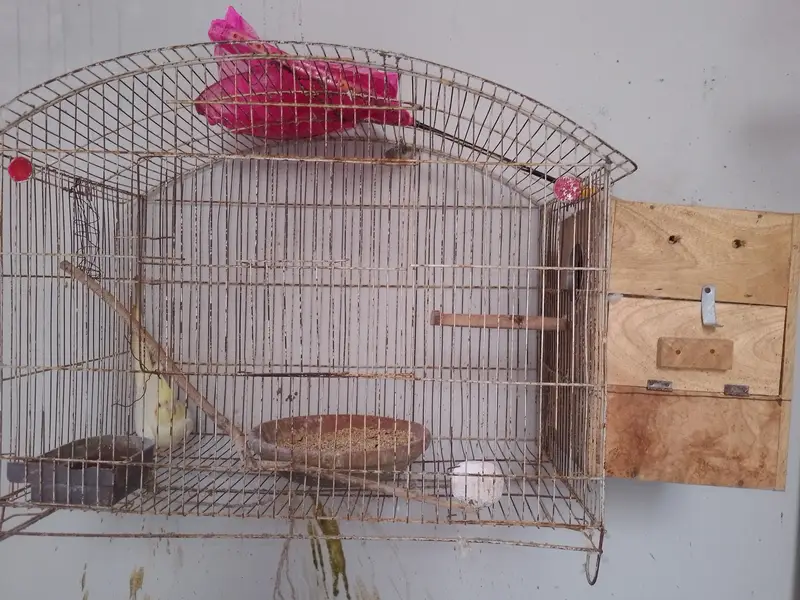 Coctail breading pair — photo 9