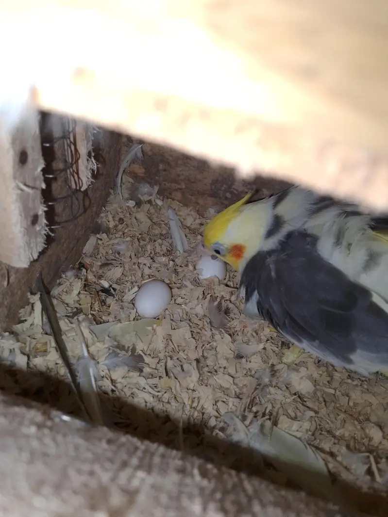 Coctail breading pair — photo 10
