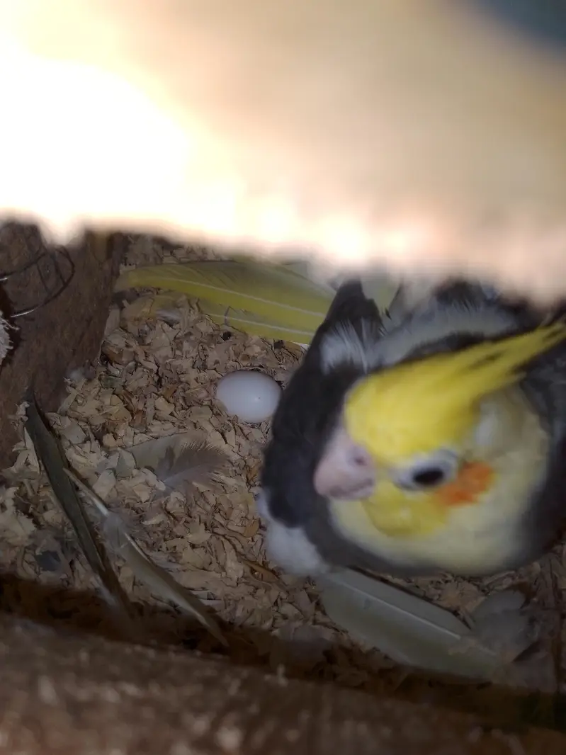 Coctail breading pair — photo 12