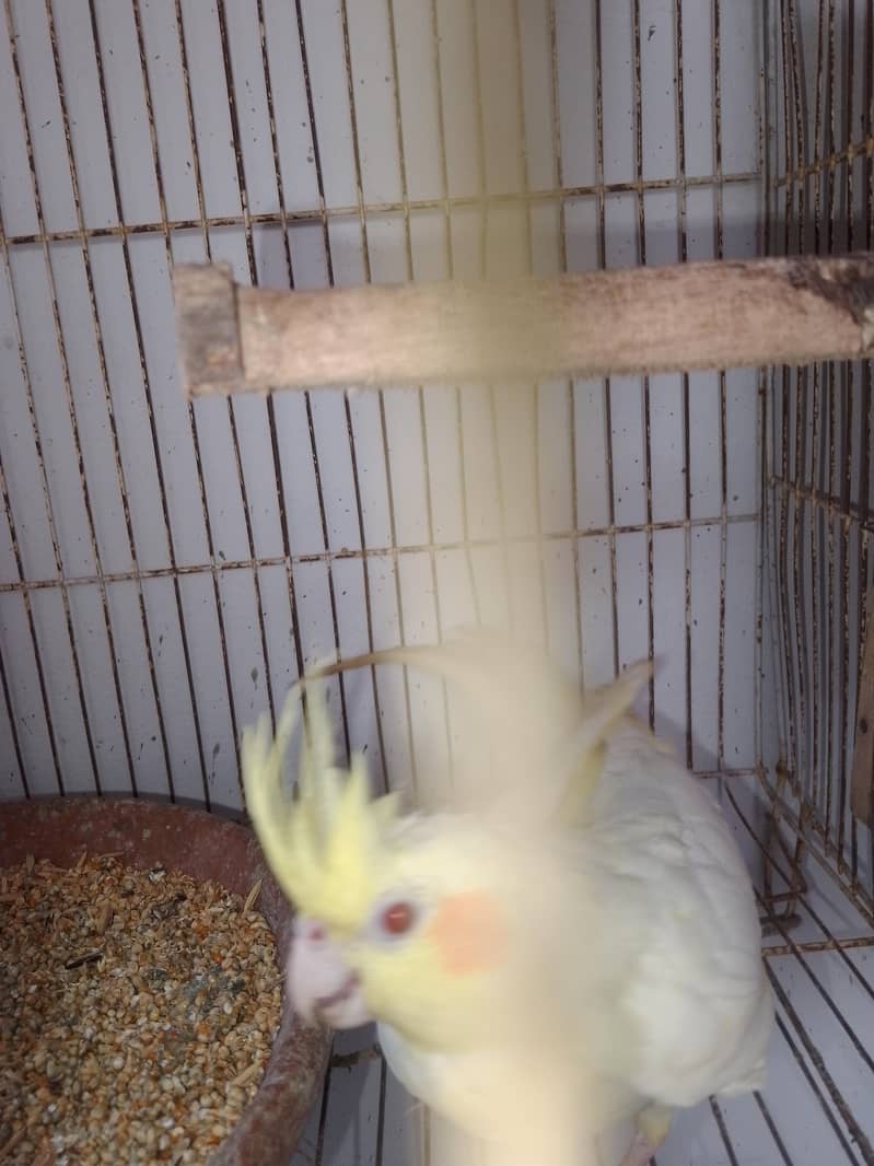 Coctail breading pair 16