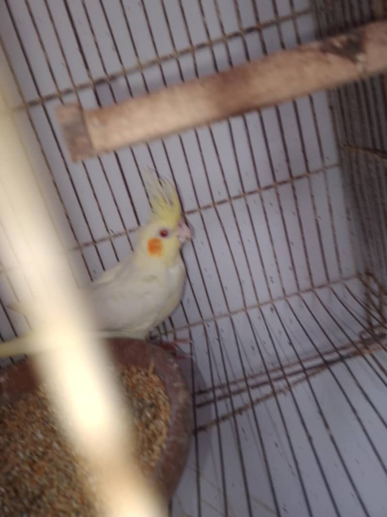 Coctail breading pair 17