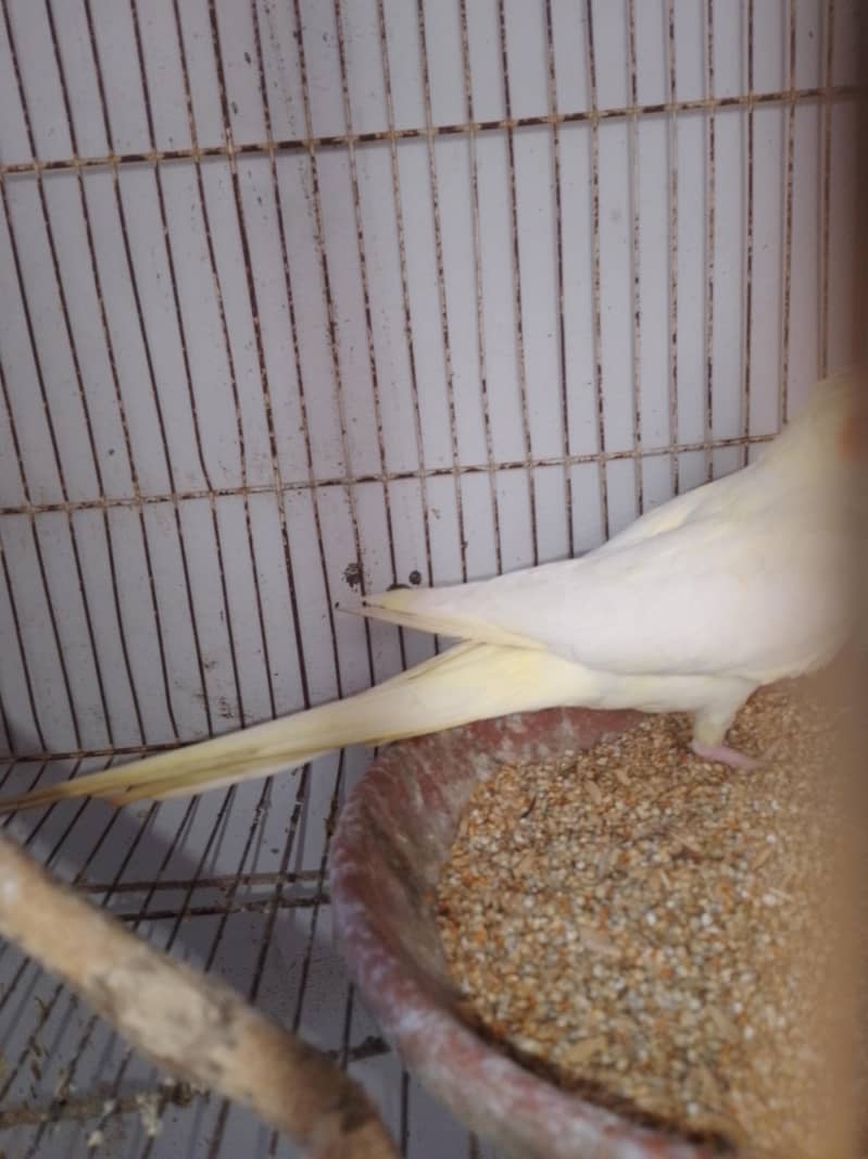 Coctail breading pair 18