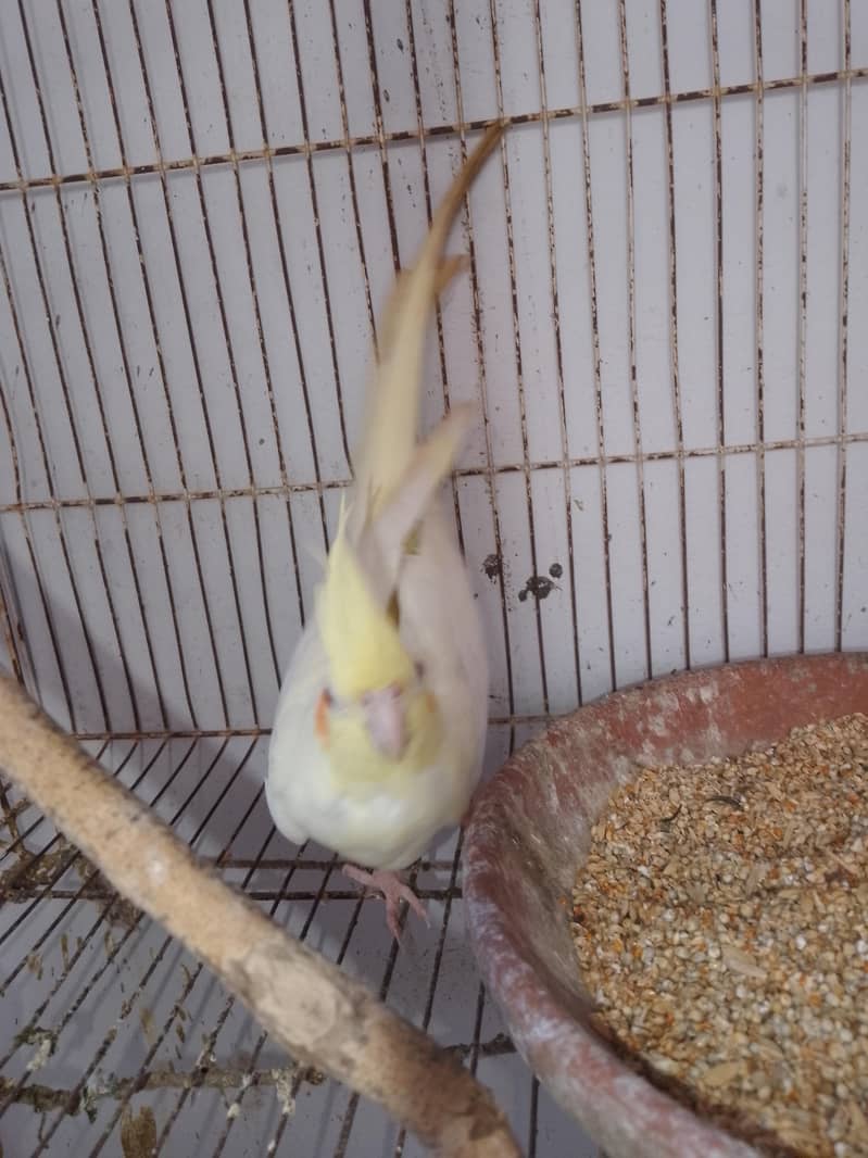 Coctail breading pair 19