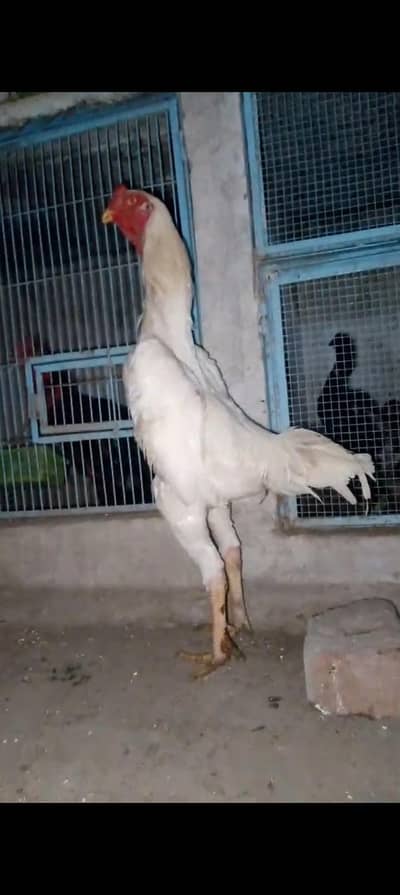burmi 2 male 2 female Jo bahi Sara la ga os sa munasib kar la ga