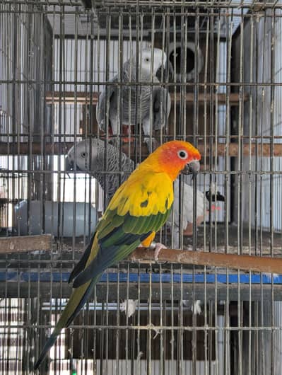 Sun Conure Breeder Female HS Lab DNA