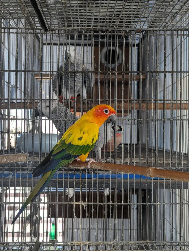 Sun Conure Breeder Female HS Lab DNA — photo 2