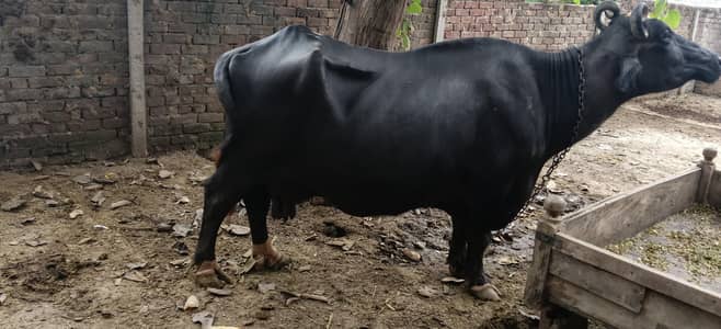 nale ravi behass for sale with kathaa