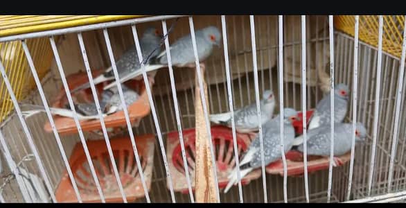 doves with cage read description