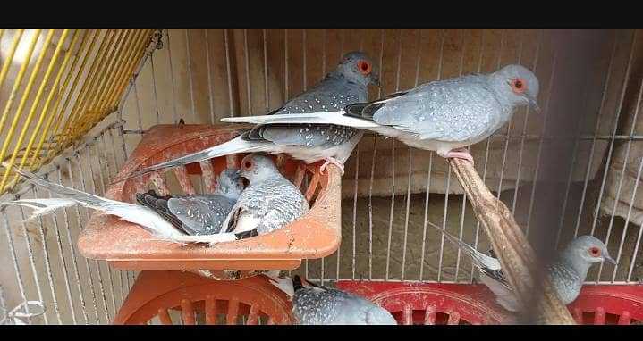 hens and doves with cage read description 1