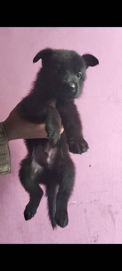 German Shepherd Puppies