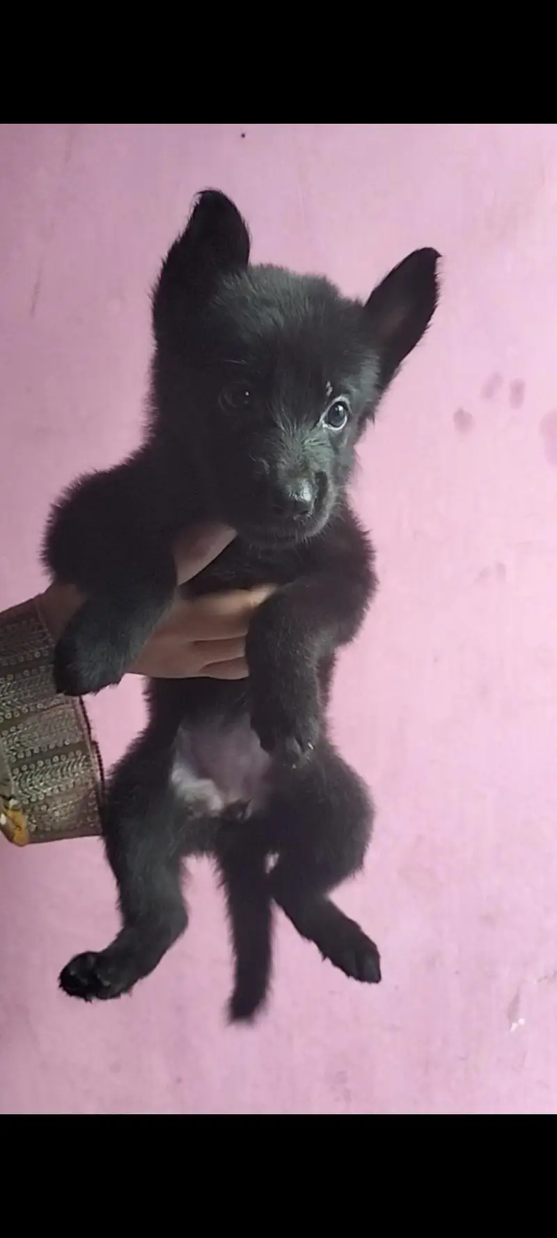 German Shepherd Puppies (black shepherd or black and tan) — photo 2