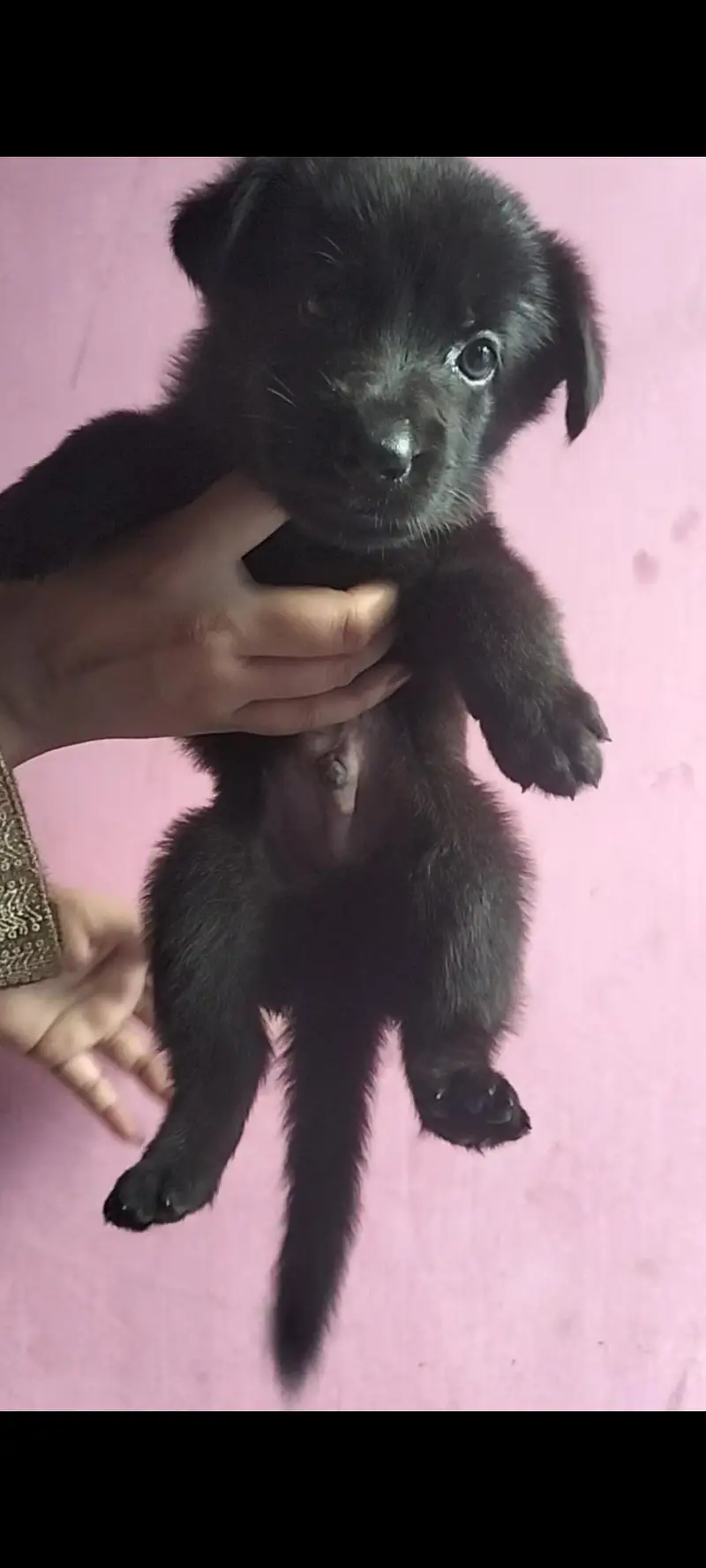 German Shepherd Puppies (black shepherd or black and tan) — photo 5