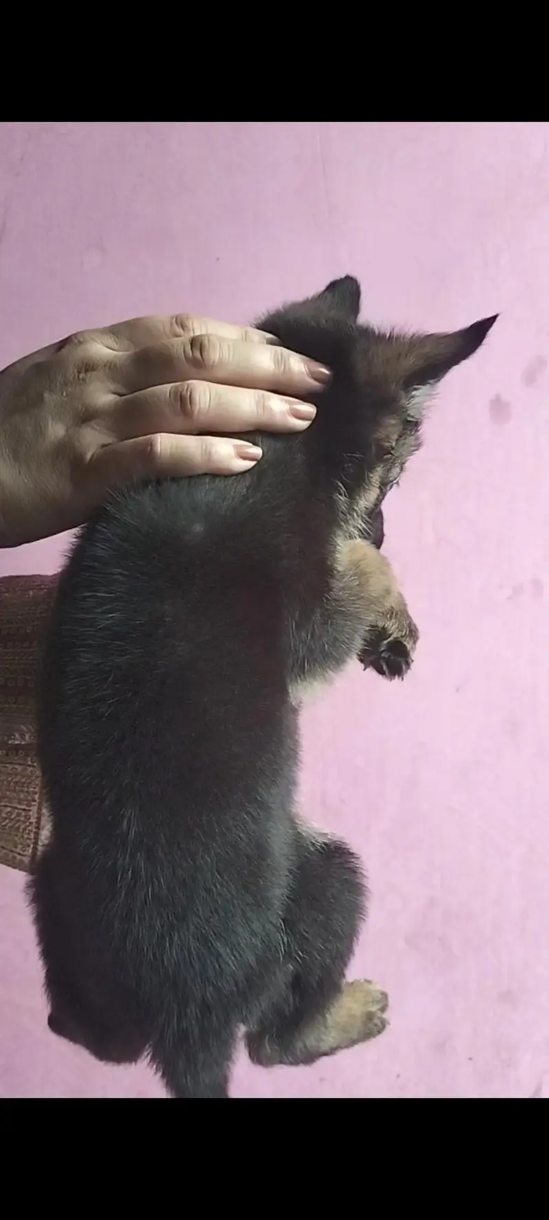 German Shepherd Puppies (black shepherd or black and tan) — photo 6