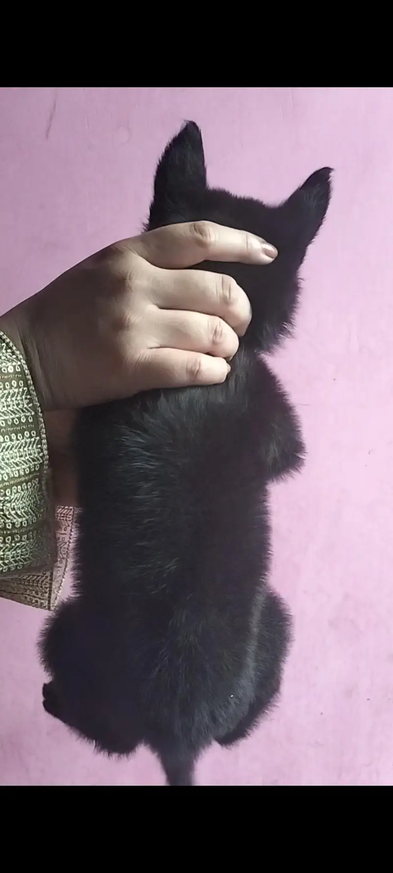 German Shepherd Puppies (black shepherd or black and tan) — photo 7