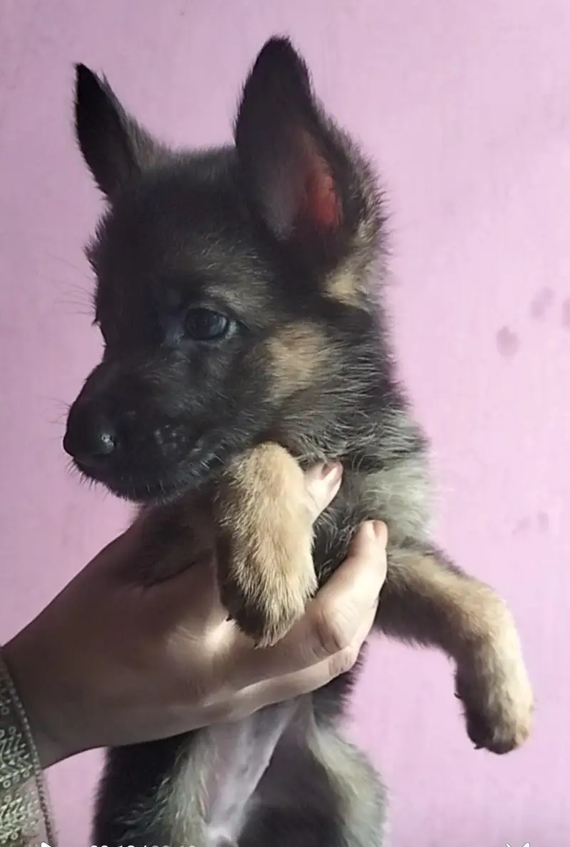 German Shepherd Puppies (black shepherd or black and tan) — photo 8