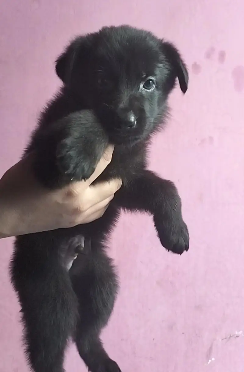 German Shepherd Puppies (black shepherd or black and tan) — photo 10