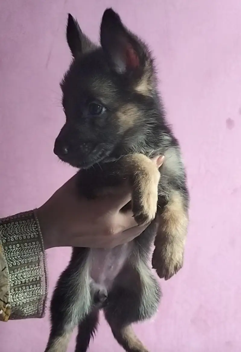German Shepherd Puppies (black shepherd or black and tan) — photo 11