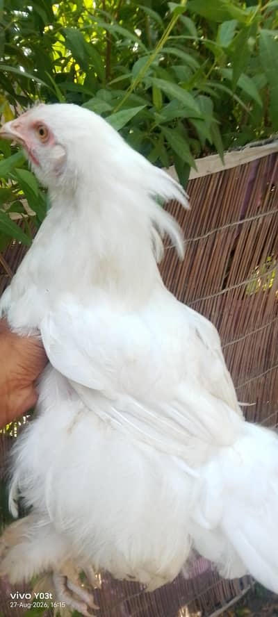 bantam murgi andoo wali