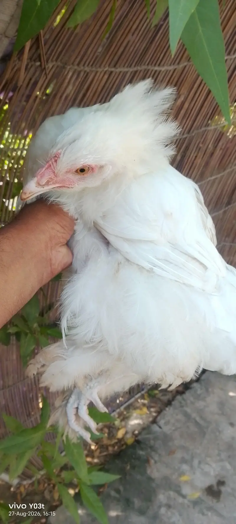 bantam murgi andoo wali — photo 3