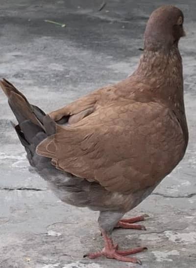 Danish Megpai Breeder Pair and Red King Young Male for sale