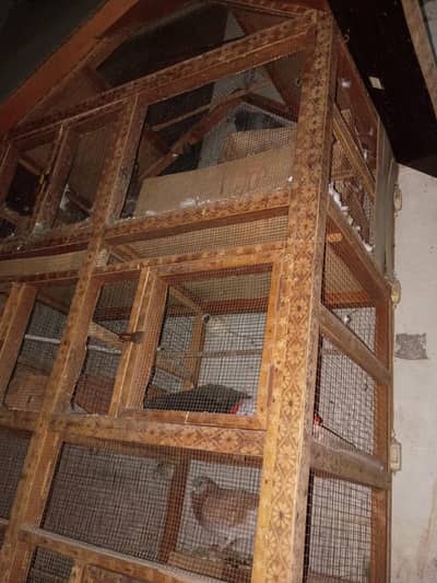 Bird Cage