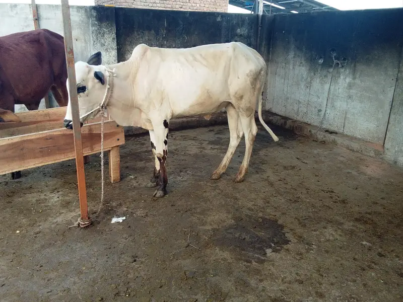 دھنی ویڑہ — photo 2