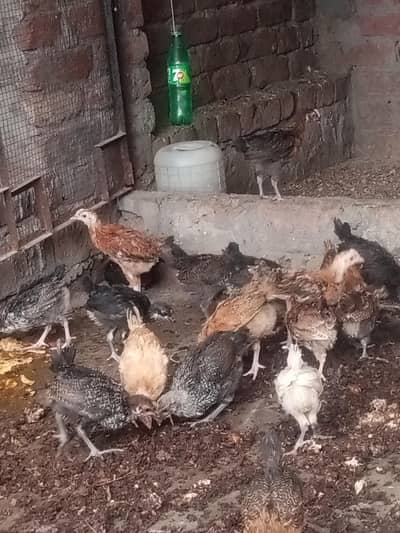 Golden misri chicks Available