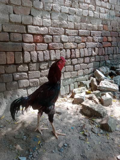 Shamo cross Aseel