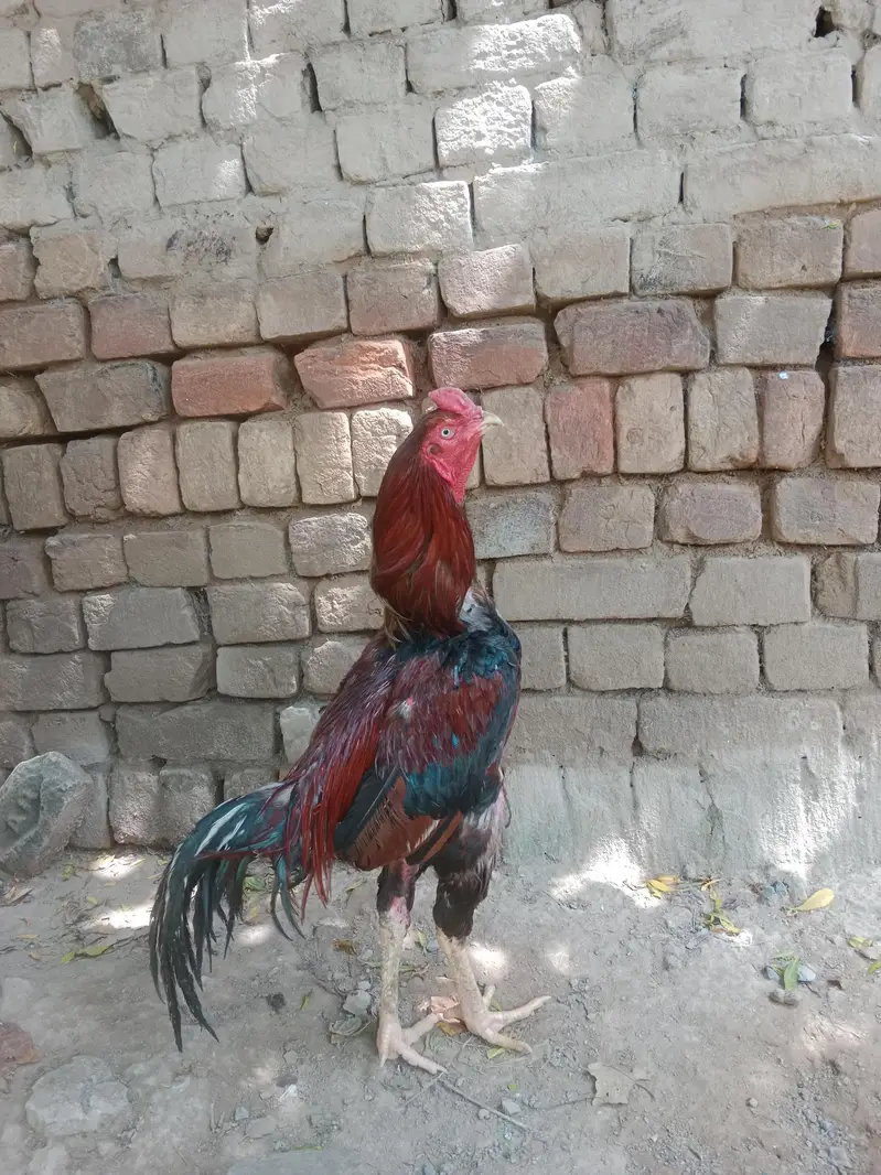 Shamo cross Aseel — photo 2