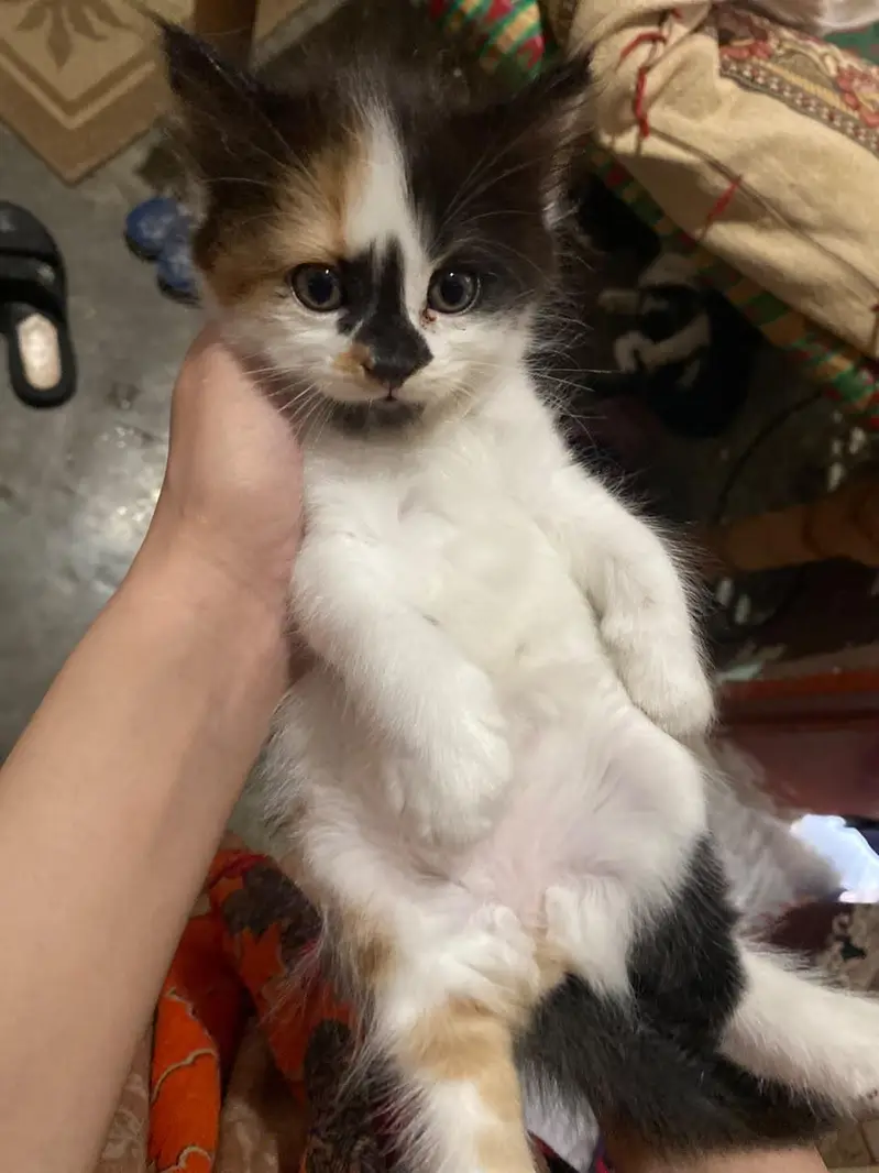Persian punch face kitten — photo 7