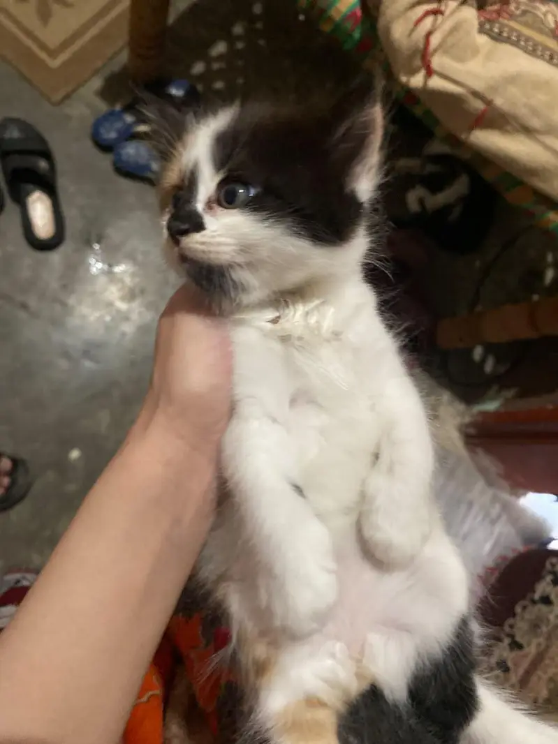 Persian punch face kitten — photo 8