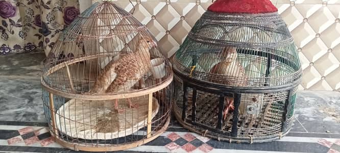 titat for sale . . for you