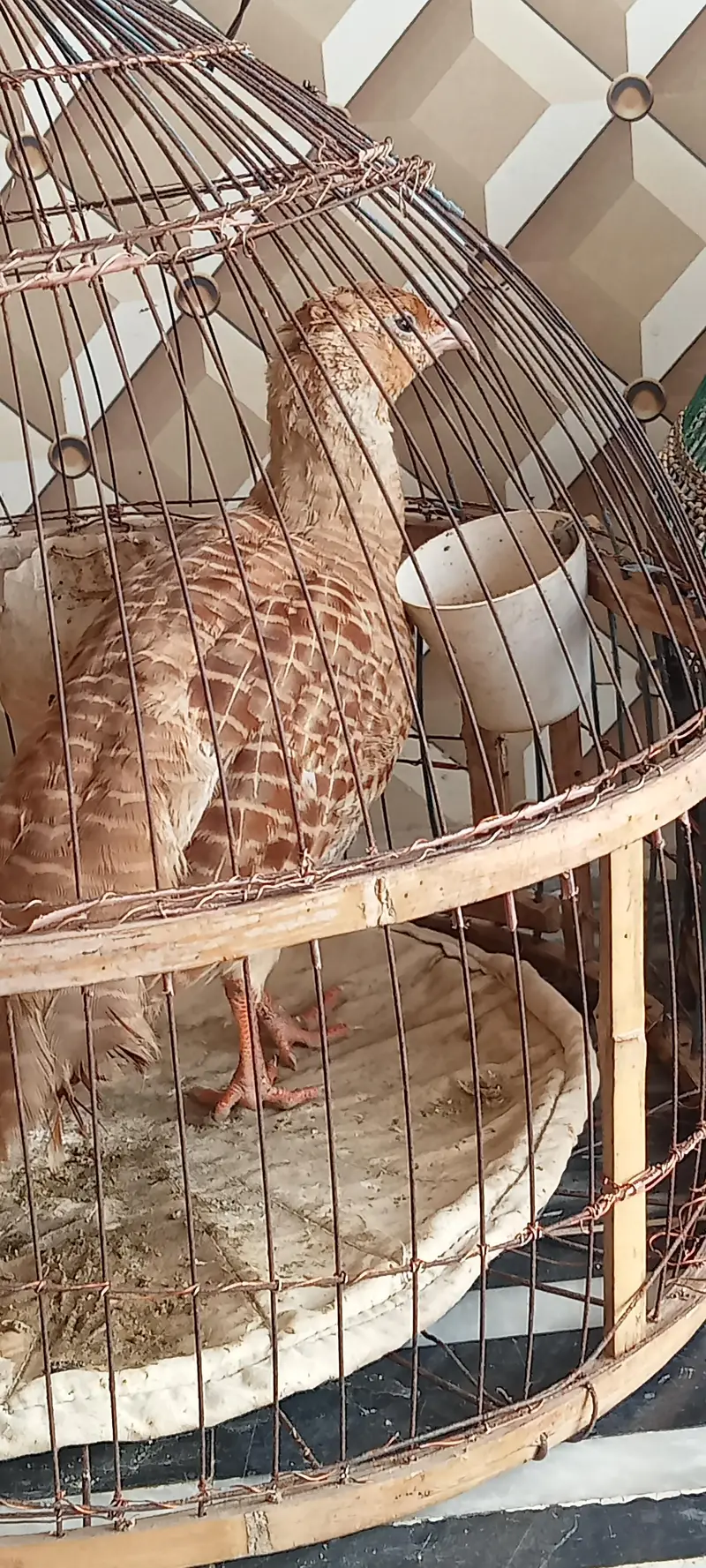 titat for sale . . for you — photo 2