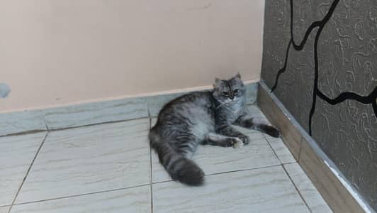 persian