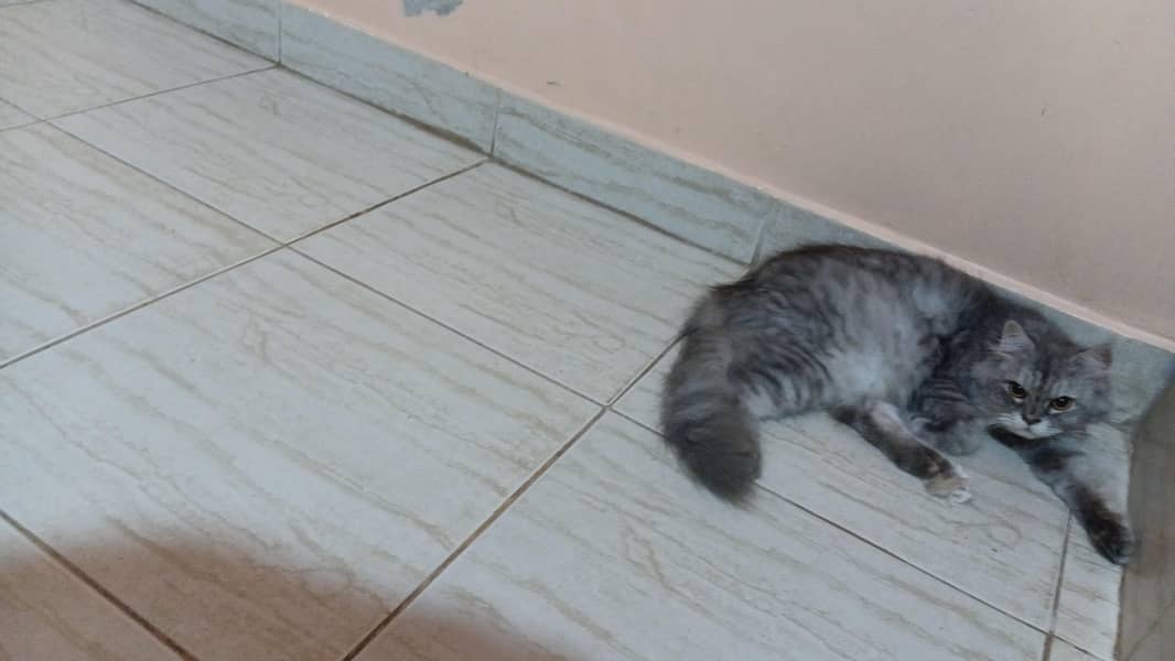 persian 1