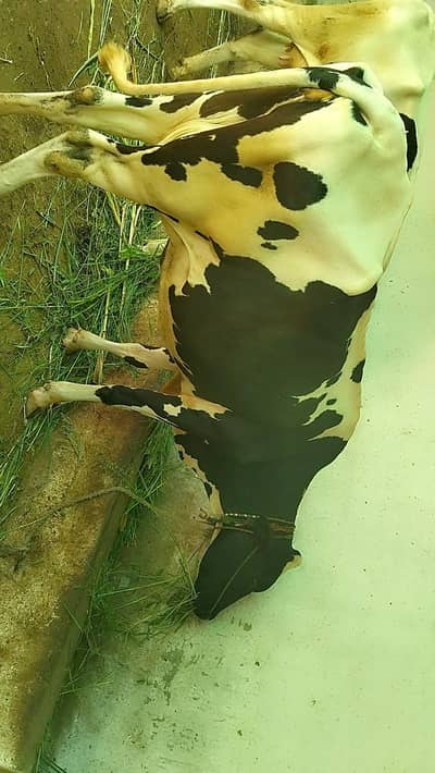 Friesian cow