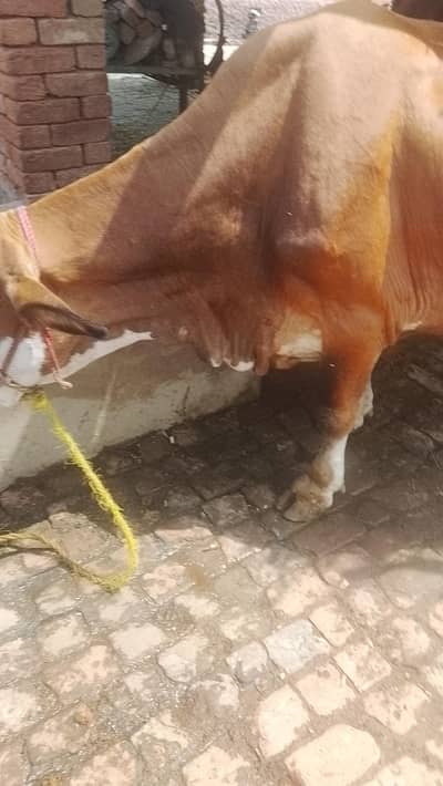 cow cow