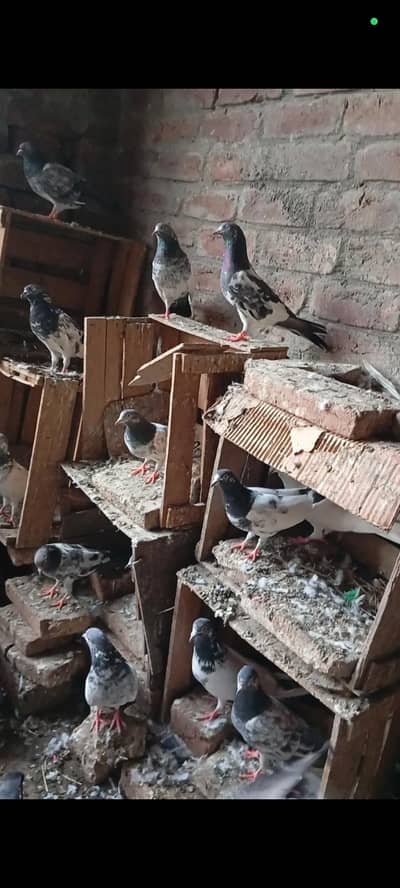 breedar Birds