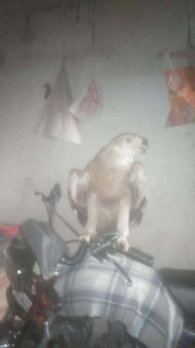 jis n lena h rabta krt
